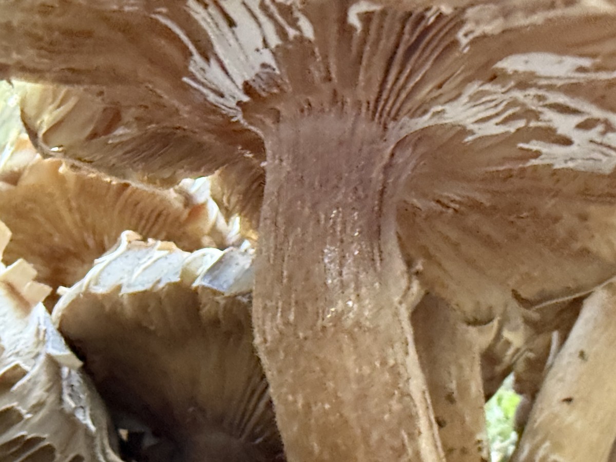 Animali - ML646865951