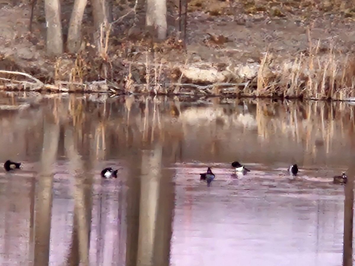 Ring-necked Duck - ML646865952