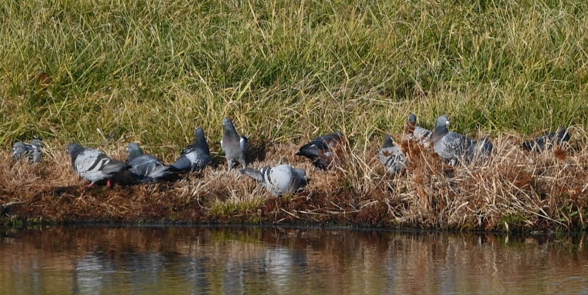 Rock Pigeon (Feral Pigeon) - ML646865953