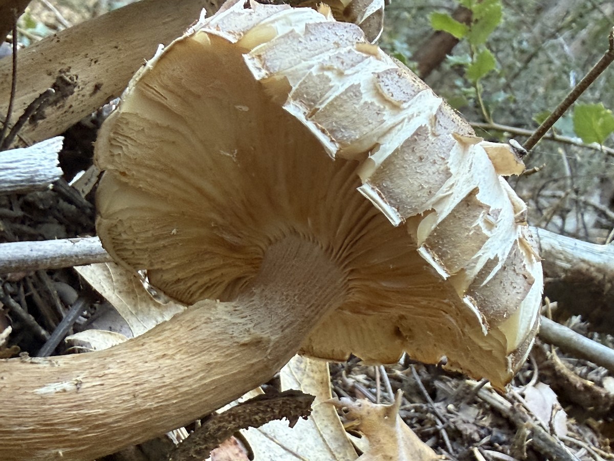 Animali - ML646865954