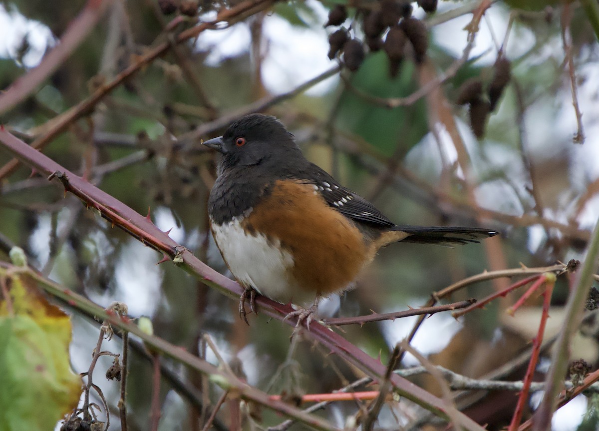 Spotted Towhee - ML646865955