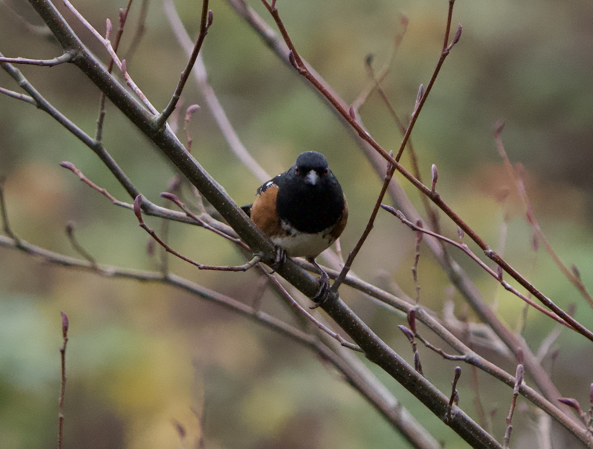Spotted Towhee - ML646865956