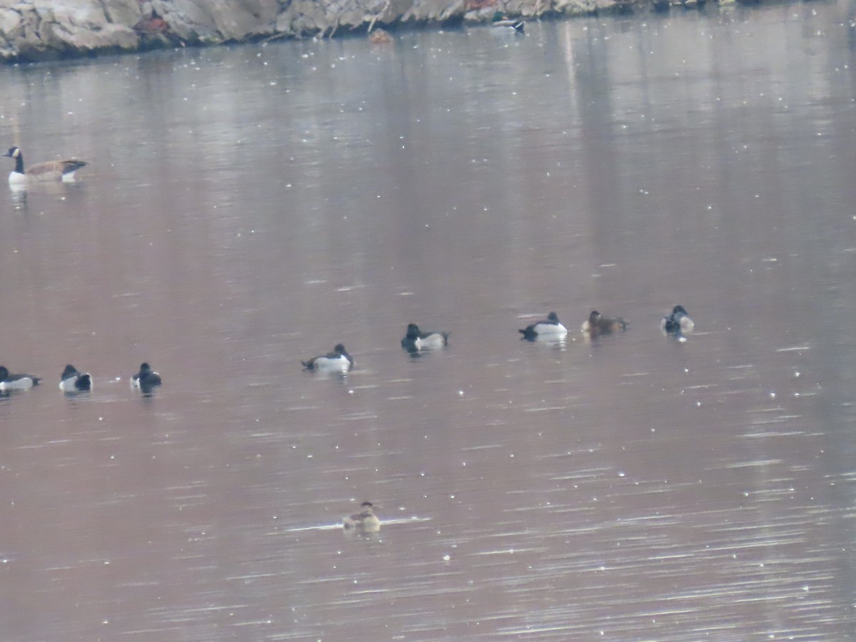 Ring-necked Duck - ML646865957