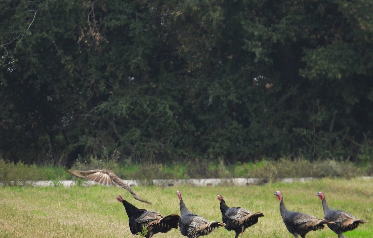 Wild Turkey - ML646865958