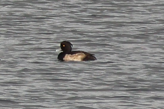 Tufted Duck - ML646865959