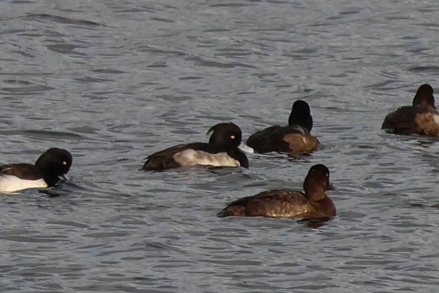 Tufted Duck - ML646865962