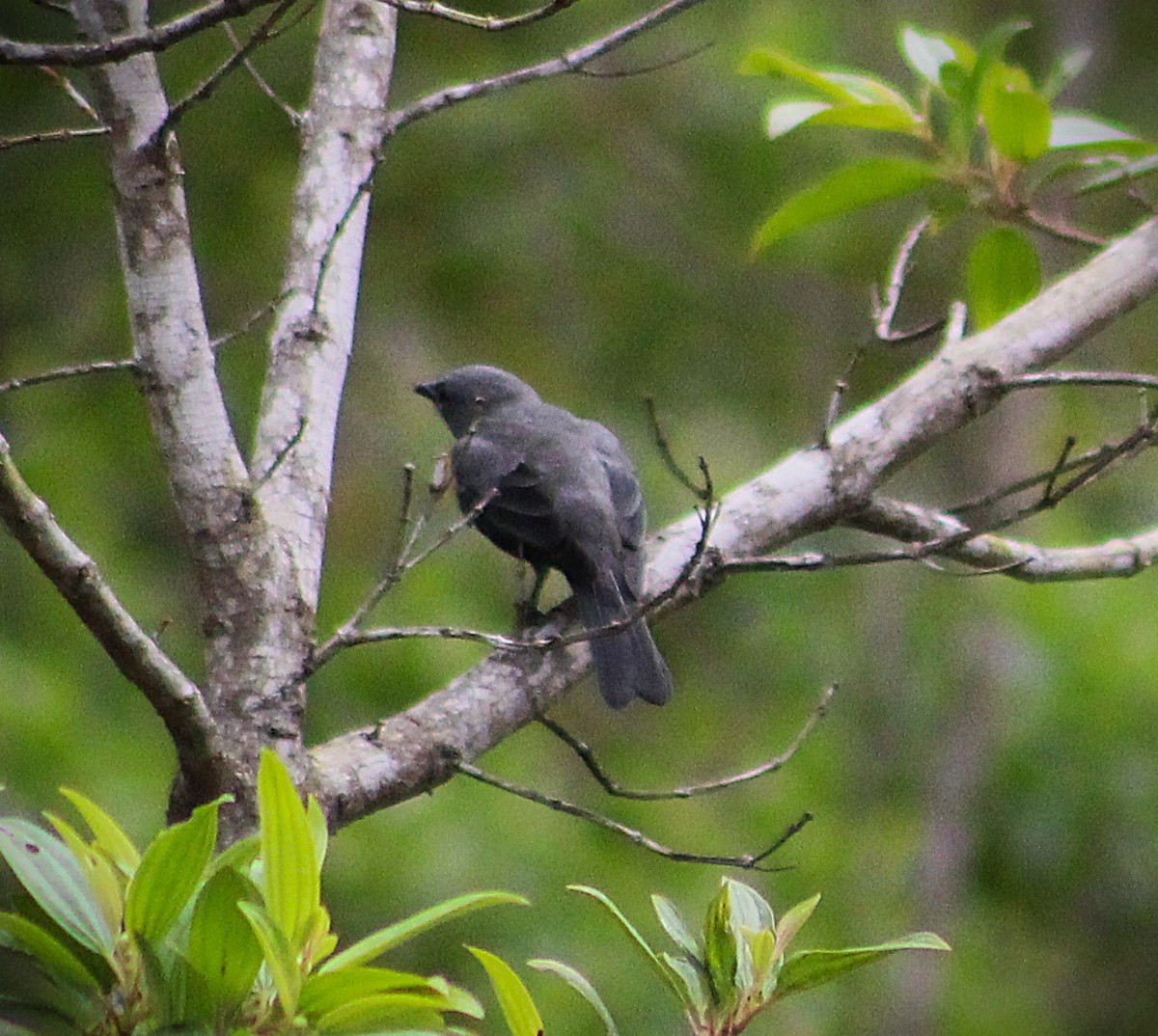 Саяка бразильська - ML646865966