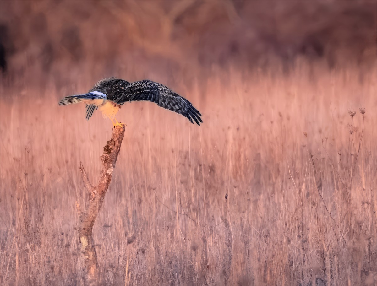 Northern Harrier - ML646865977