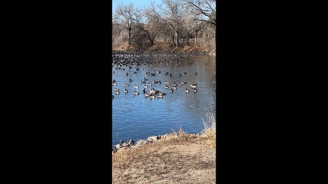 Cackling Goose - ML646865985