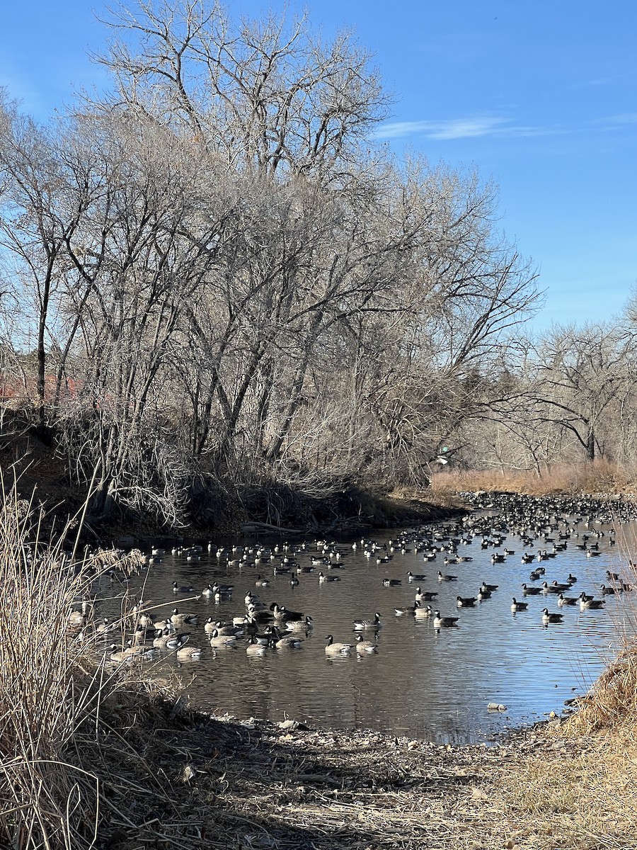 Cackling Goose - ML646865987