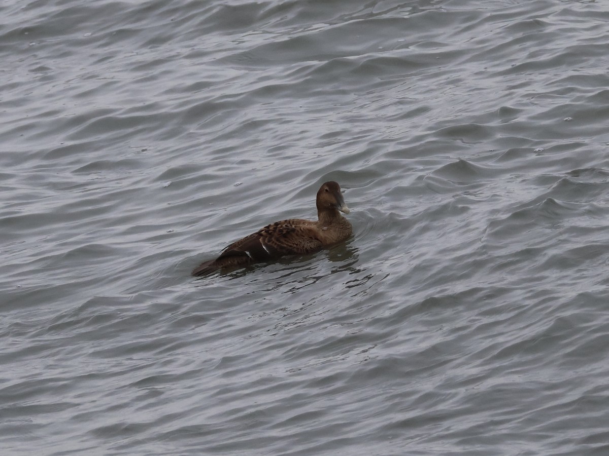 Common Eider - ML646865988