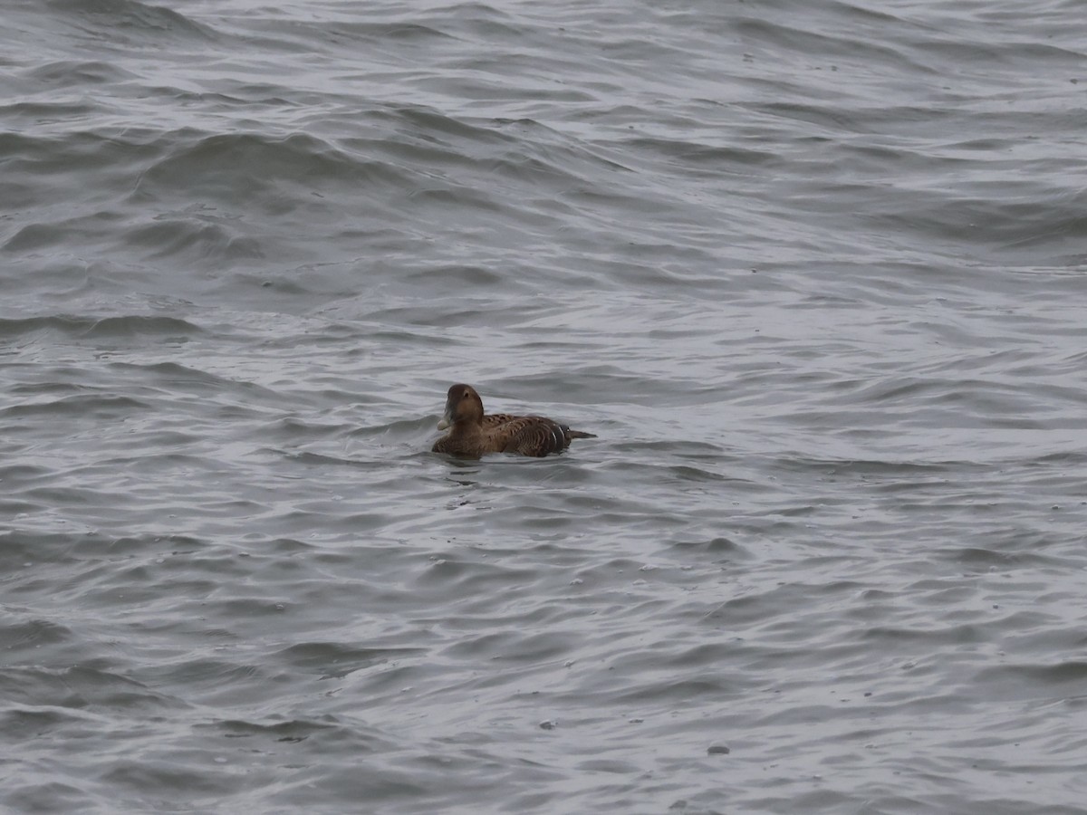 Common Eider - ML646865989