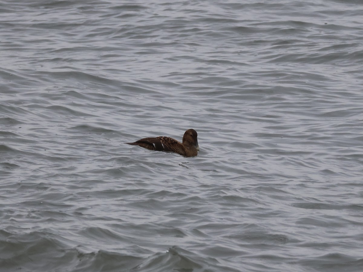 ærfugl - ML646865990