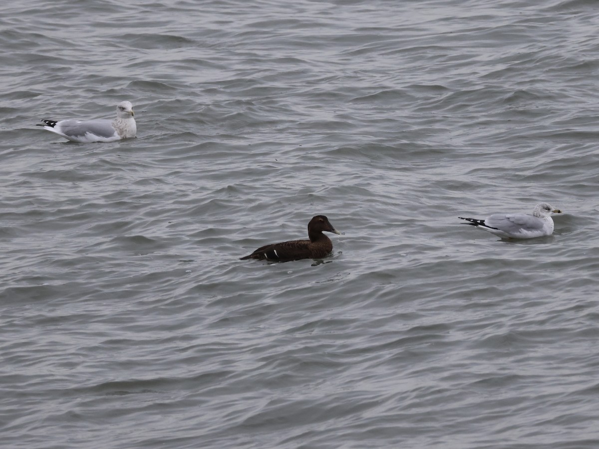 Common Eider - ML646865991