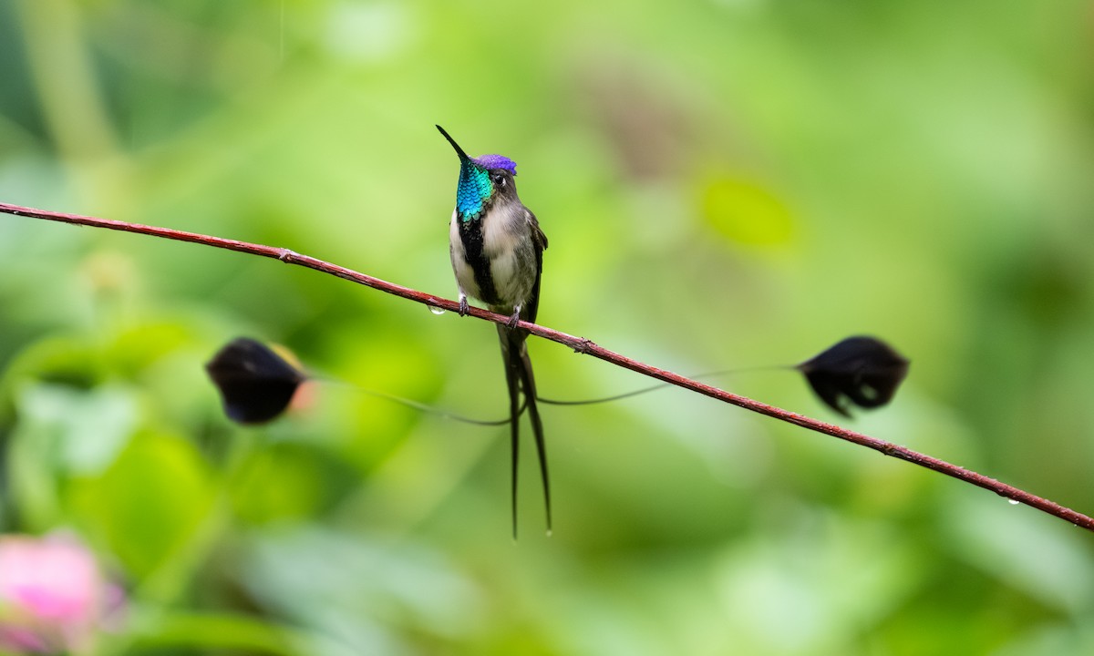 Marvelous Spatuletail - ML646865993