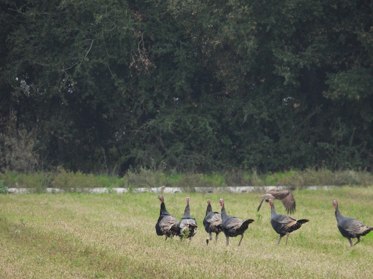 Wild Turkey - ML646865994