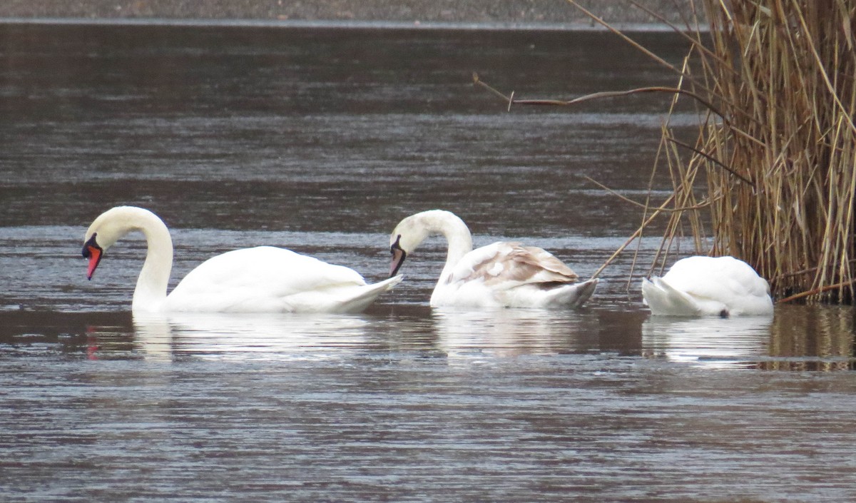 Mute Swan - ML646865995