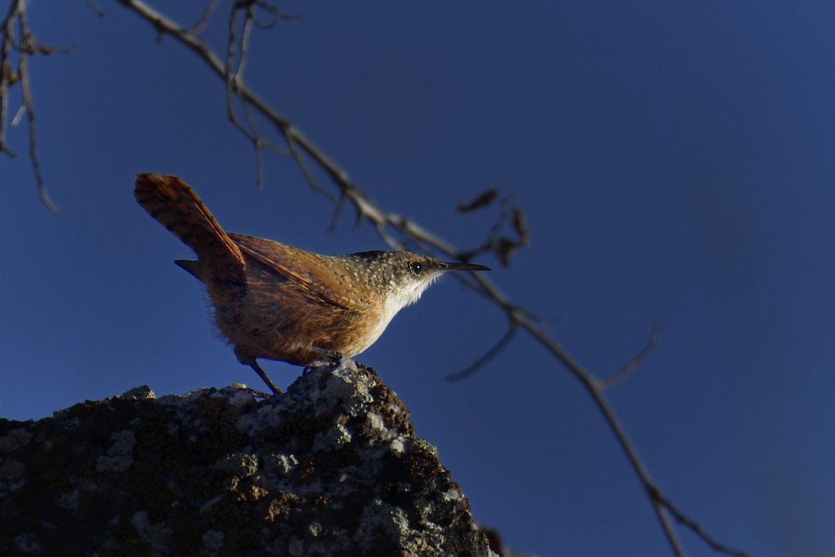 Canyon Wren - ML646865996