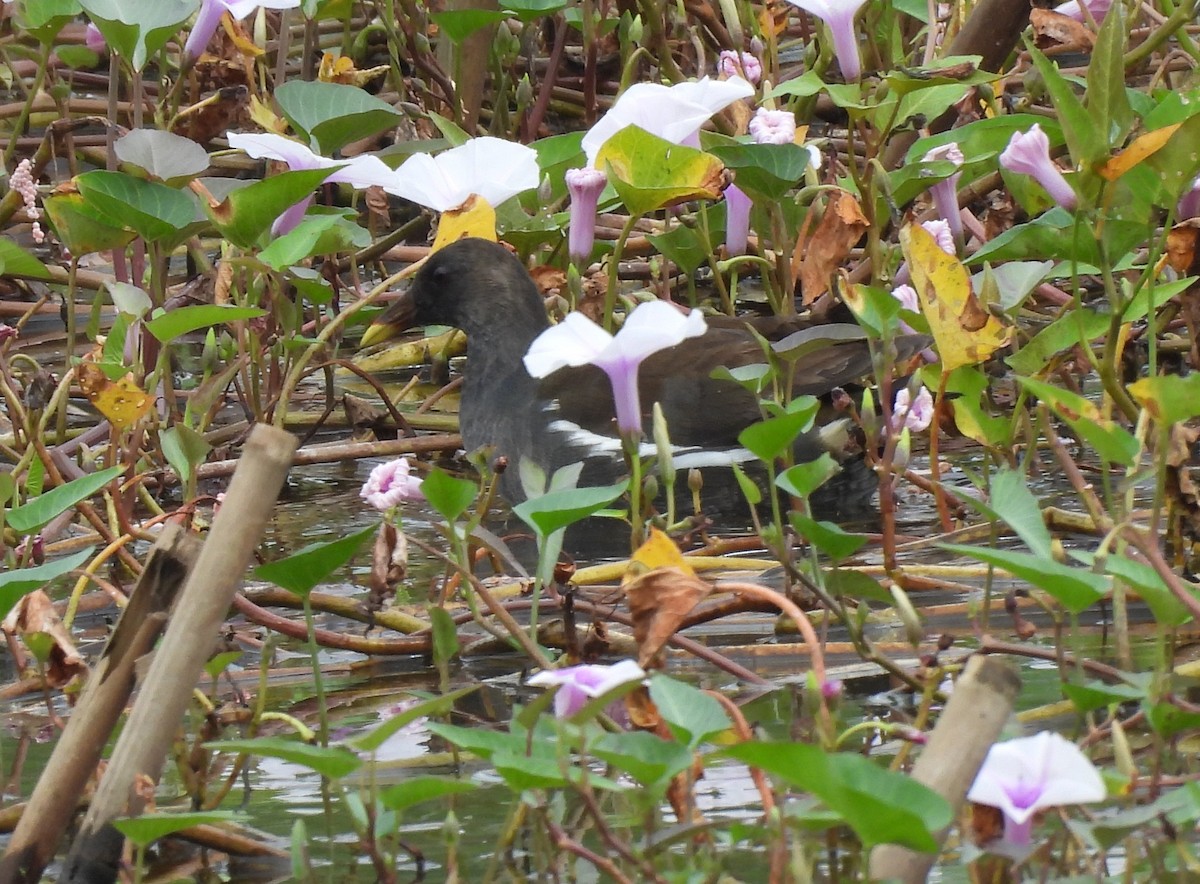 Eurasian Moorhen - ML646865997
