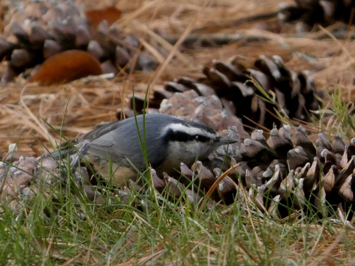 Red-breasted Nuthatch - ML646865998