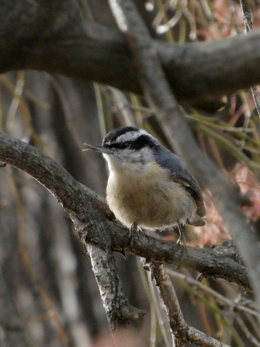 Red-breasted Nuthatch - ML646865999