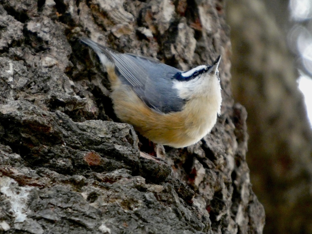 Red-breasted Nuthatch - ML646866000