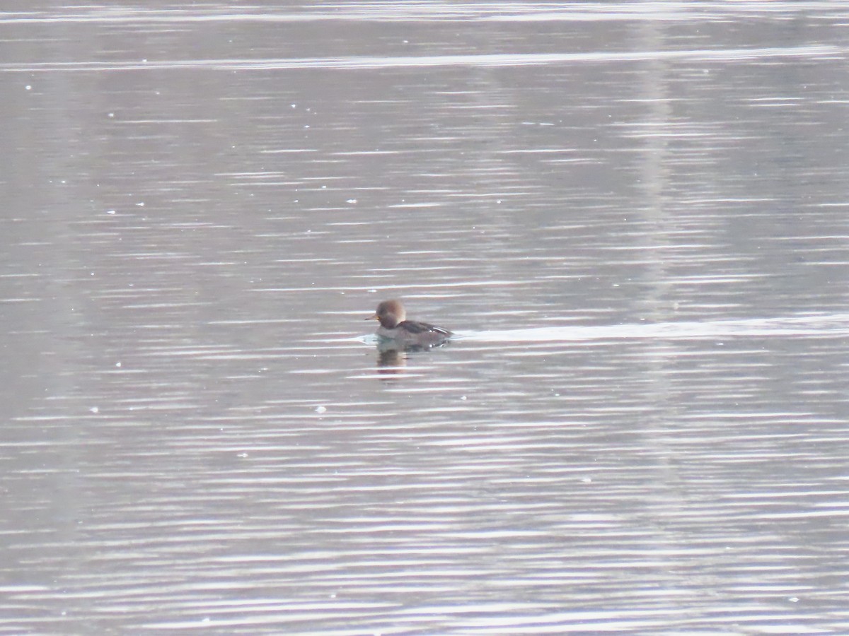 Hooded Merganser - ML646866002