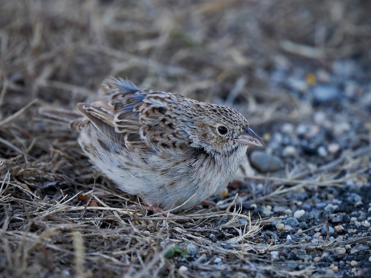 Savannah Sparrow - ML646866003