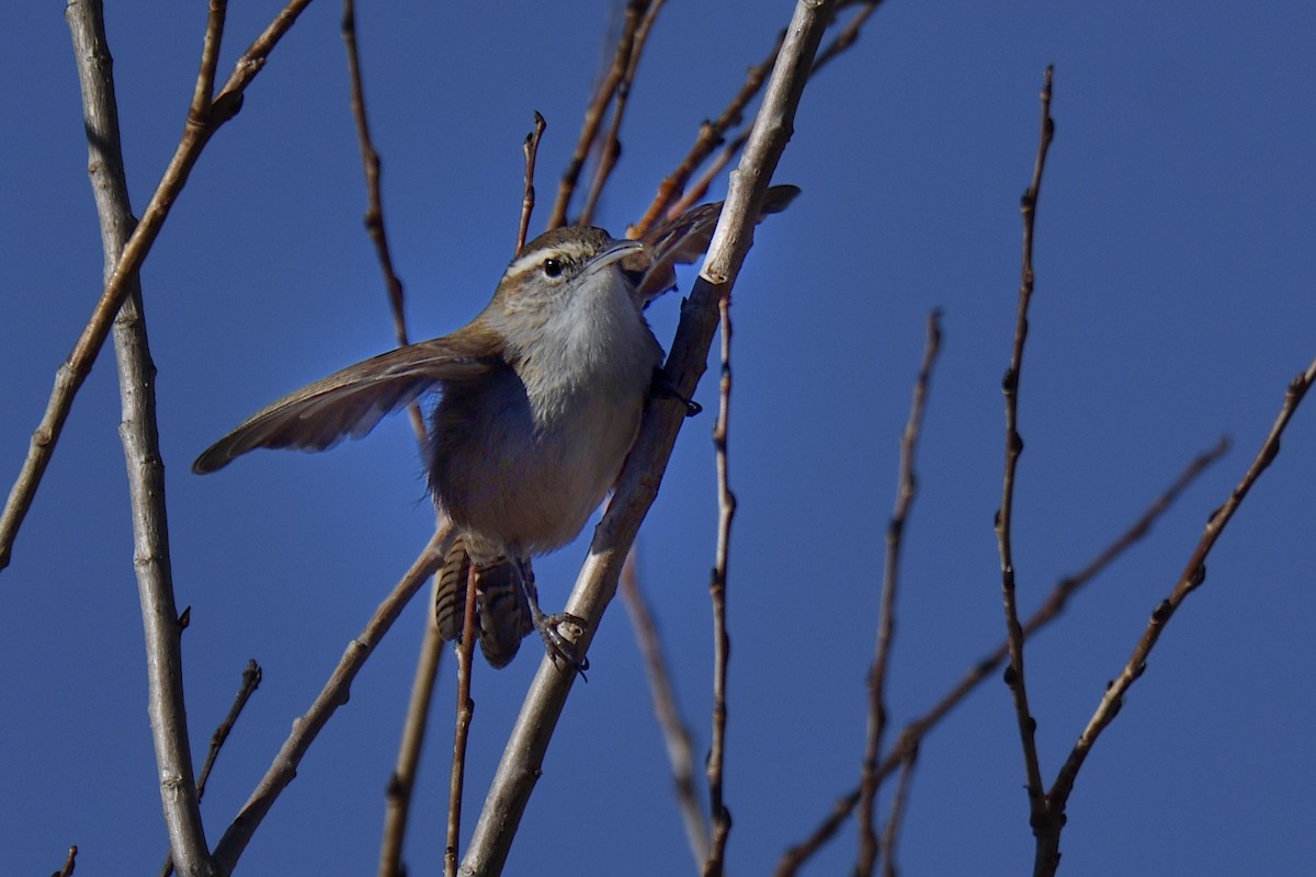 Bewick's Wren - ML646866004