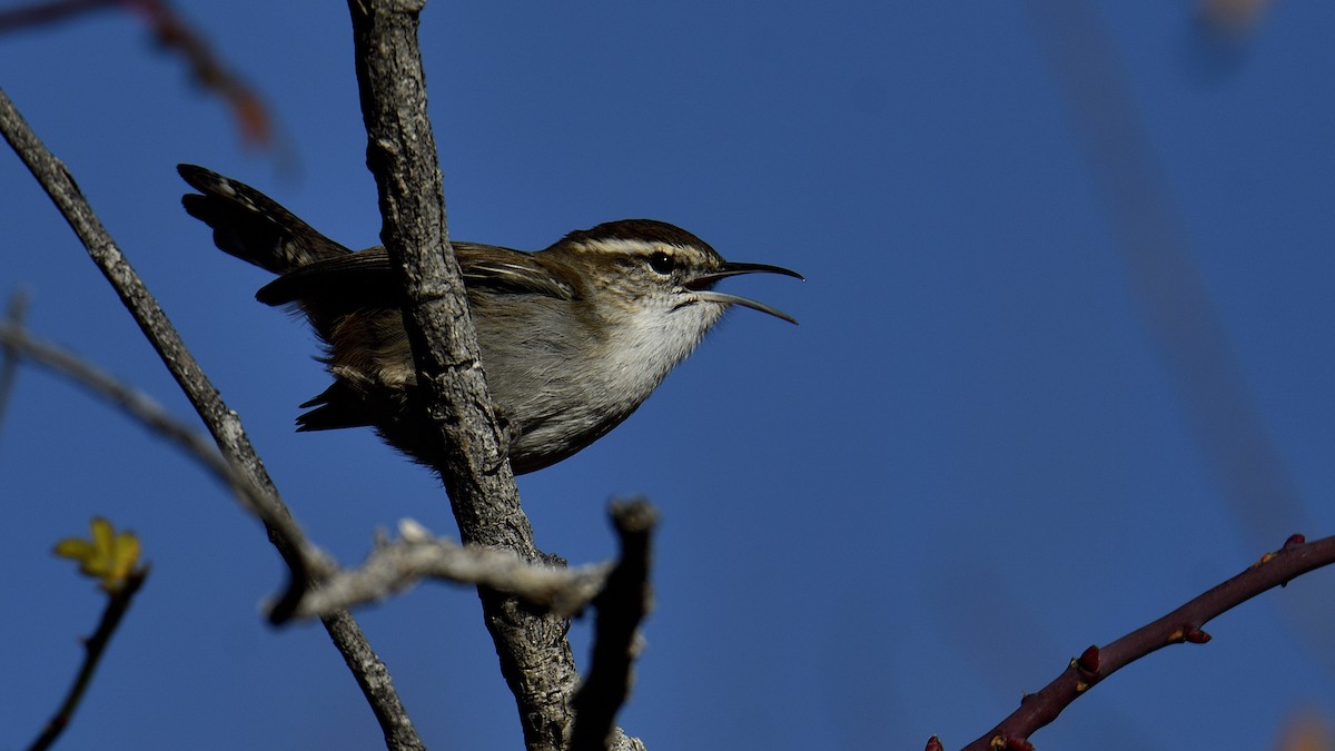 Bewick's Wren - ML646866005