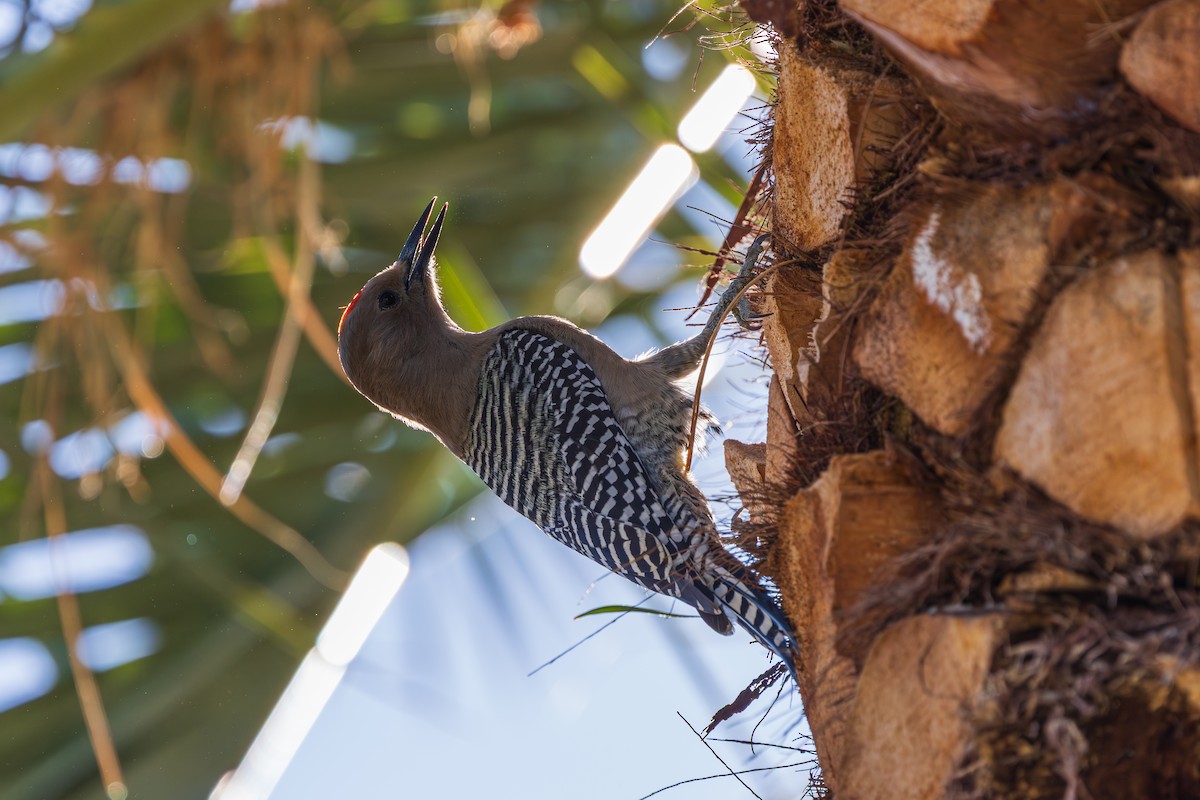 Gila Woodpecker - ML646866006