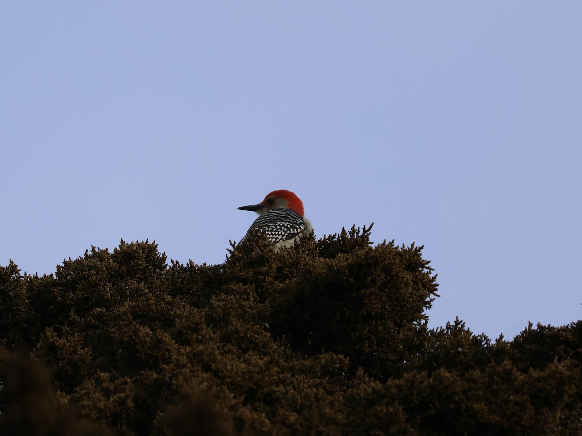 Red-bellied Woodpecker - ML646866007