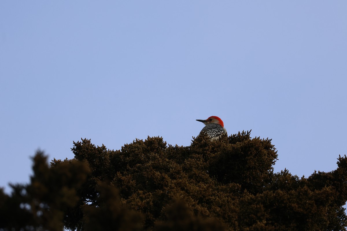 Red-bellied Woodpecker - ML646866008