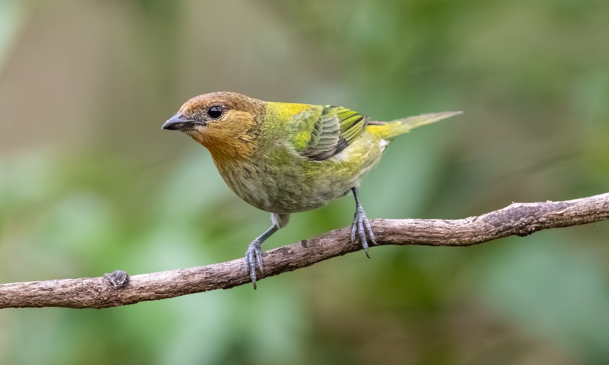 Silvery Tanager - ML646866011