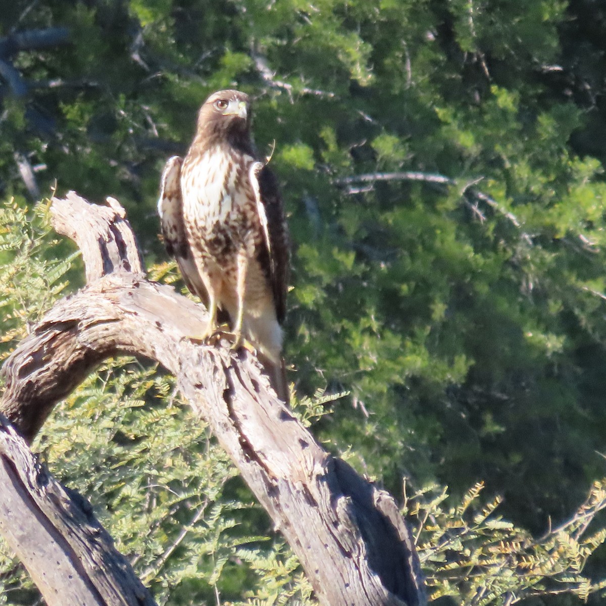 Red-tailed Hawk - ML646866012