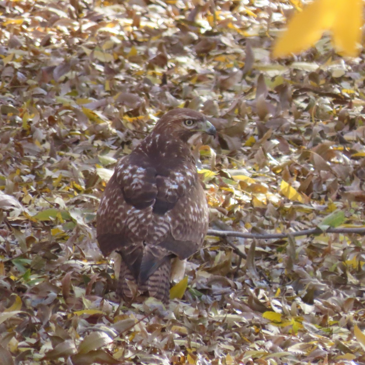 Red-tailed Hawk - ML646866013