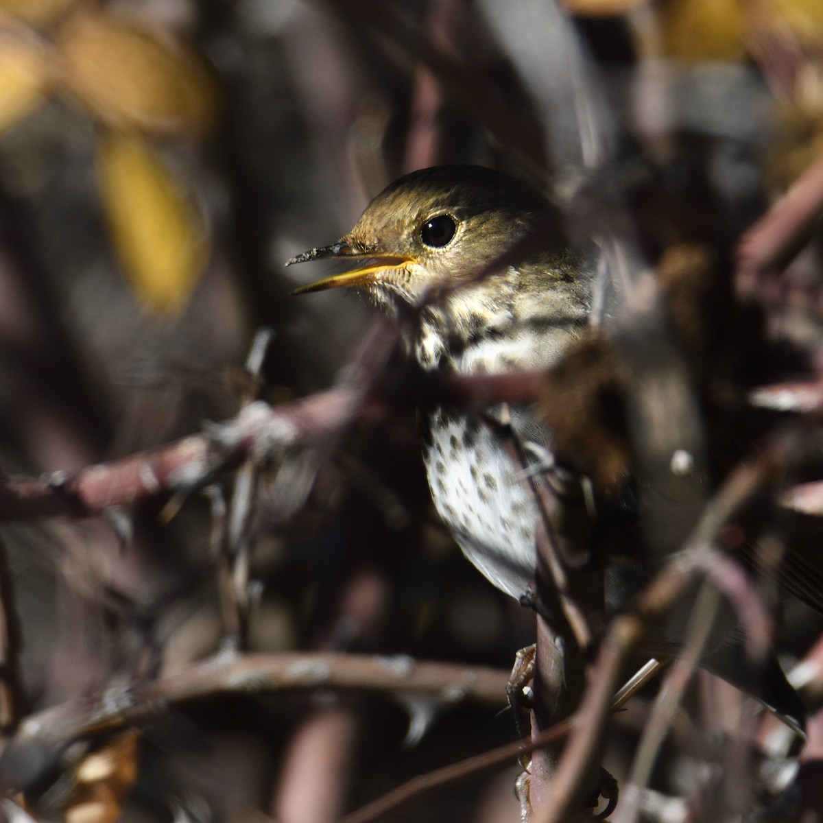 Hermit Thrush - ML646866014