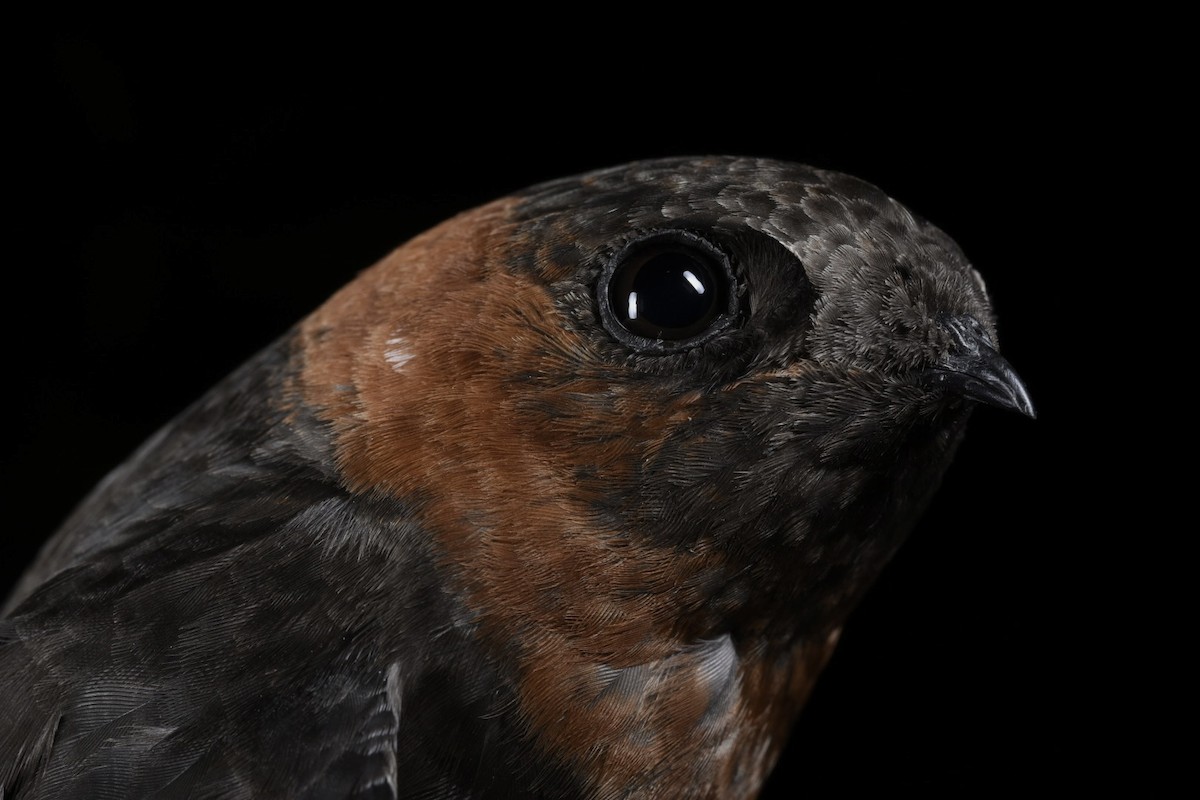 Chestnut-collared Swift - ML646866015