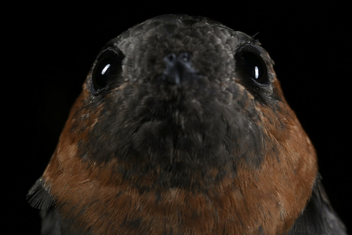 Chestnut-collared Swift - ML646866016