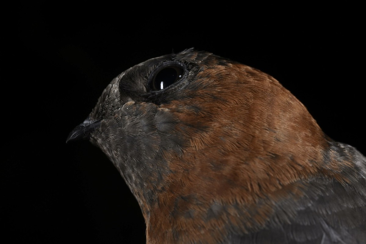 Chestnut-collared Swift - ML646866017