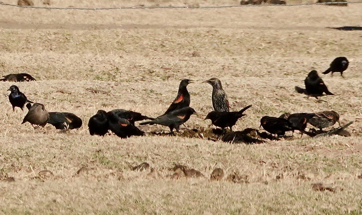 Red-winged Blackbird - ML646866018