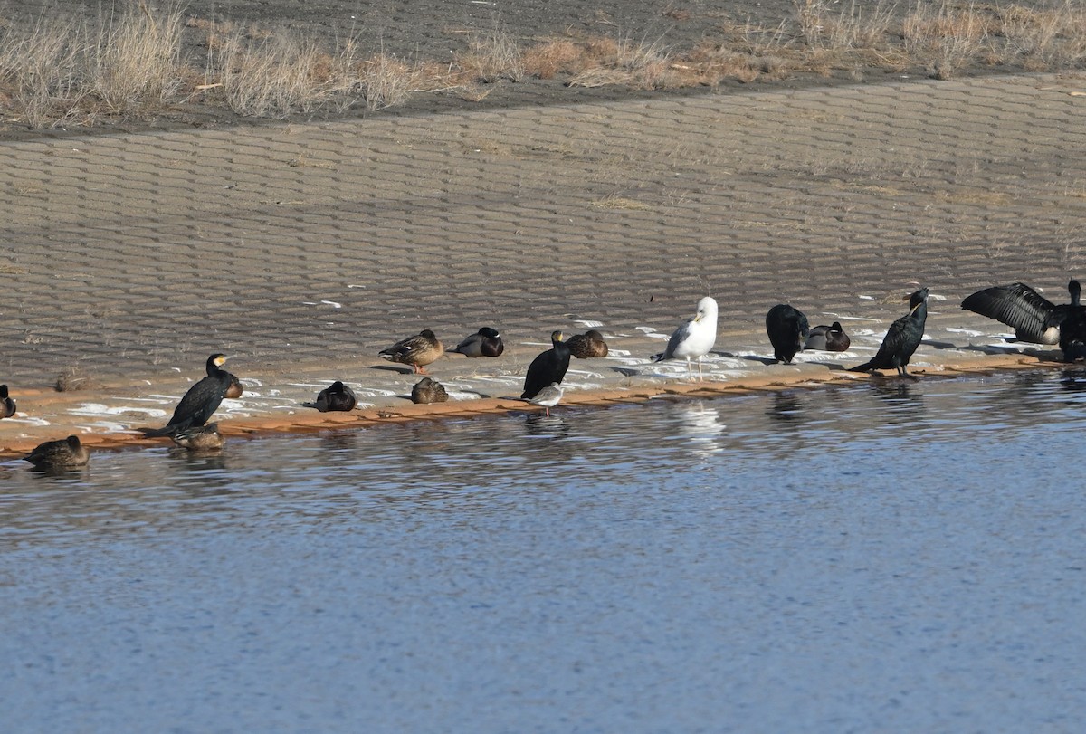 Spotted Redshank - ML646866019
