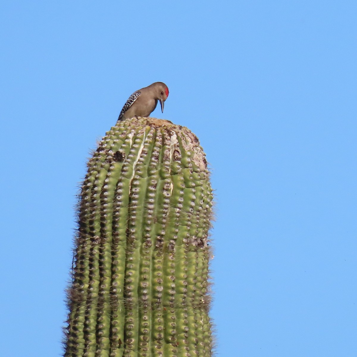 Gila Woodpecker - ML646866020