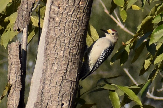 Golden-fronted Woodpecker - ML646866021