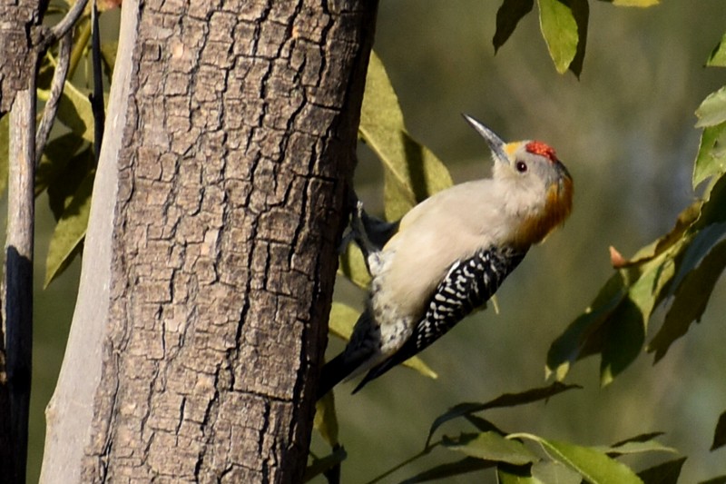 Golden-fronted Woodpecker - ML646866022