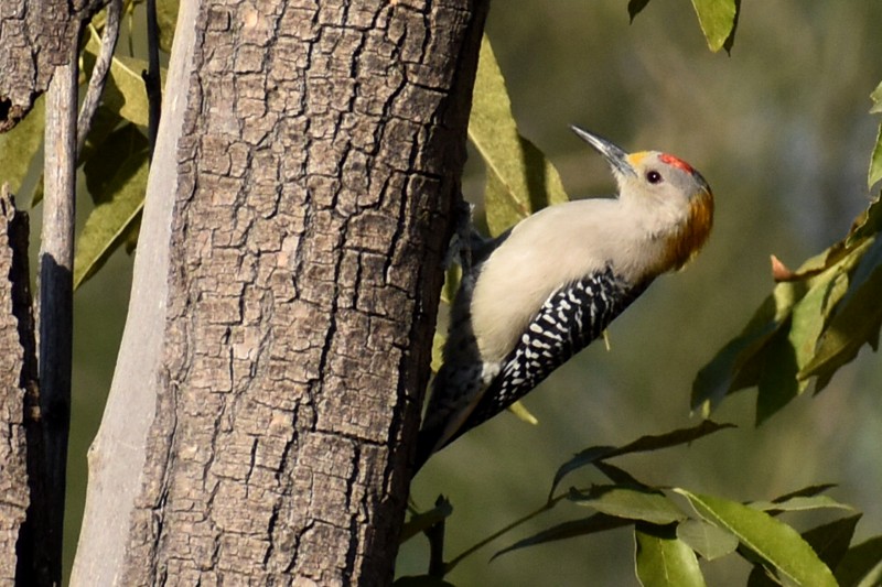 Golden-fronted Woodpecker - ML646866023