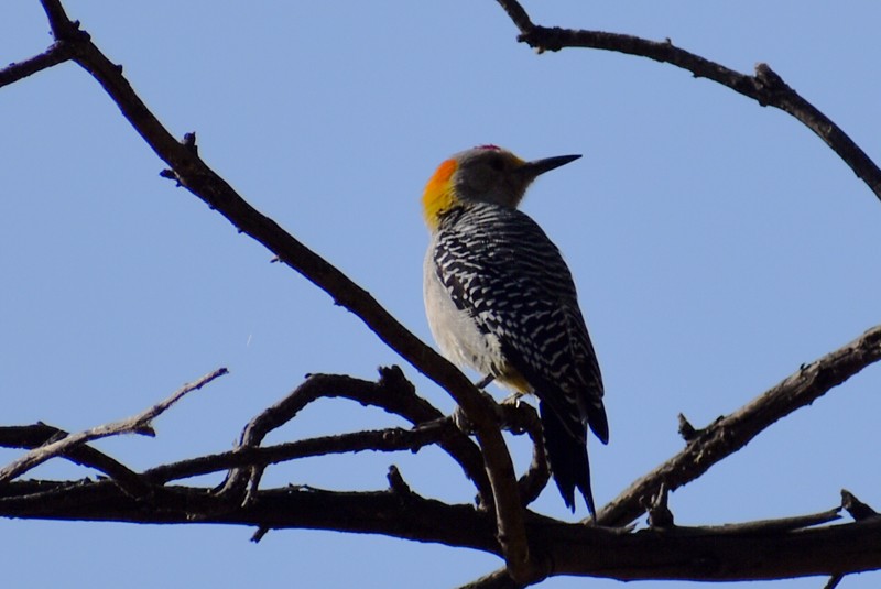 Golden-fronted Woodpecker - ML646866024