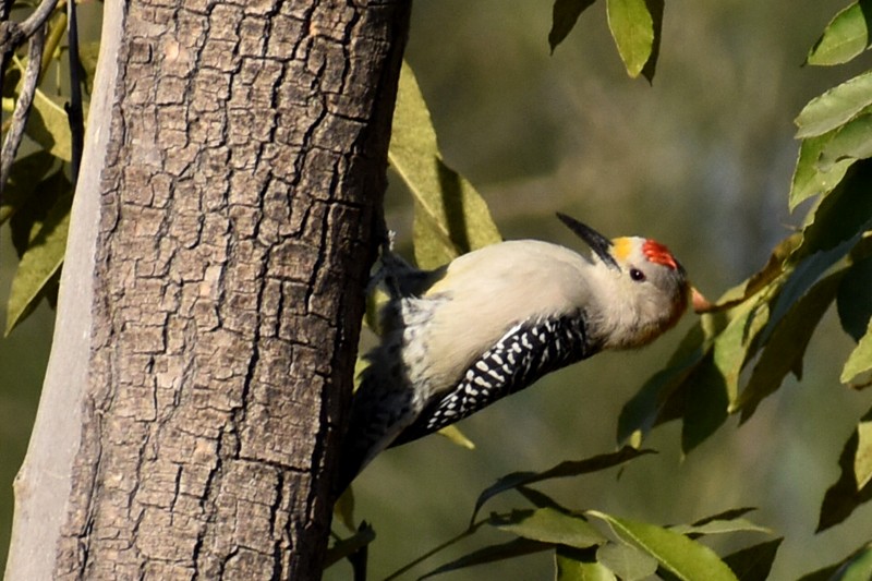 Golden-fronted Woodpecker - ML646866025