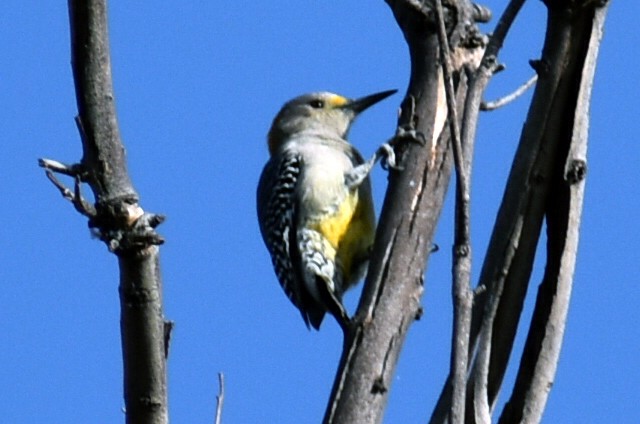 Golden-fronted Woodpecker - ML646866026