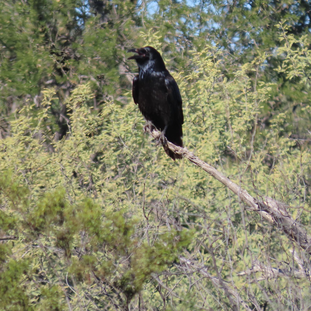 Common Raven - ML646866028